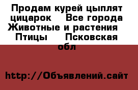 Продам курей цыплят,цицарок. - Все города Животные и растения » Птицы   . Псковская обл.